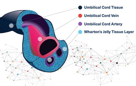 Diagramă: structura cordonului ombilical și gelatina Wharton