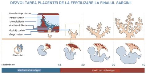 Infografic despre funcțiile placentei și fluxul de substanțe între mamă și făt