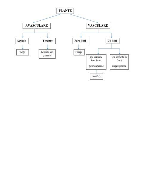 Diagramă clasificare vascu­lară cord dum