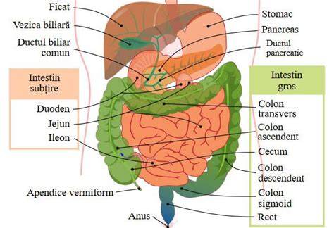 Infografic despre efectele sarcinii asupra sistemului GI: presiune asupra tubului digestiv, hormoni si constipatie