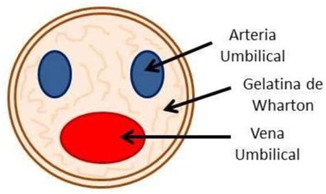 Infografic: structura cordonului ombilical (gelatina Wharton, regiunea perivasculară, membrana amniotică) și fluxul tipurilor de celule stem
