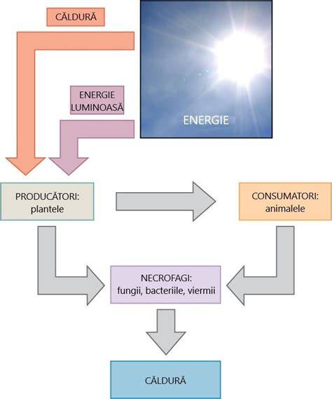 Infografic: Tipuri de comutatoare de transfer si fluxul energiei