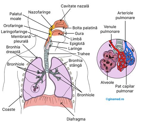 Diagrama sistemului respirator uman