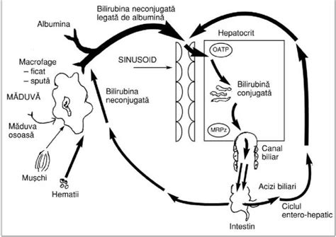 Schema fluxului bilirubinei în organism