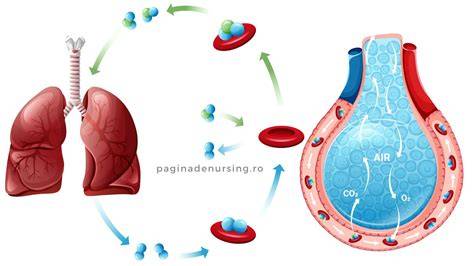 Infografic: actiunea enoxaparinei si a aspirinei in coagulari sangvine