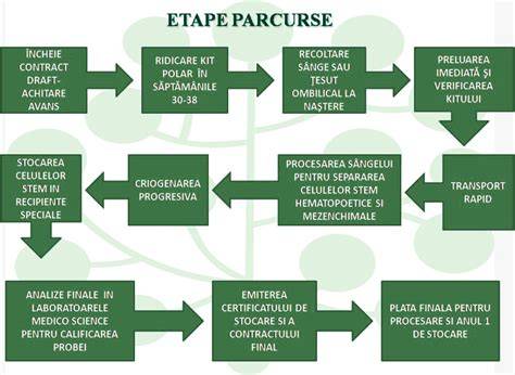 Schema procesului de recoltare, transport si stocare a celulelor stem din cordonul ombilical