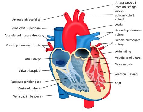 Anatomia inimii cu defectele Tetralogiei Fallot