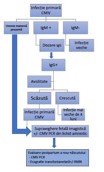 Infografic despre transmisiunea CMV, căile de transmitere, diagnosticul și preventia în sarcină
