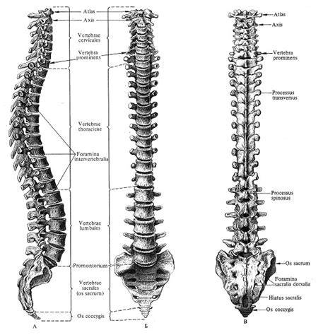 Infografic: distribuția presiunii pe colacul șezut și relația cu coloana vertebrală