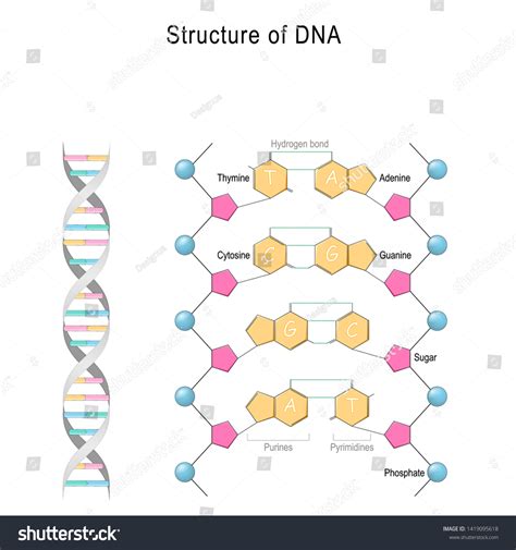 Diagrama ADN