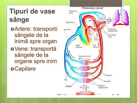 Vase de sânge vizibile pe sâni în sarcină