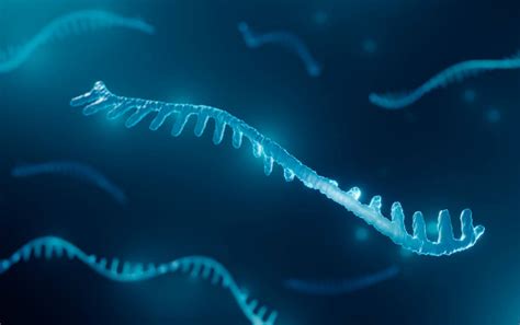 Ilustrație a moleculei de ARN mesager