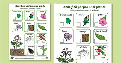 Schema simplă a unei plante de spațiu pentru centru de activități, cu aranjamente tipice: salteluță, triunghiuri, oglinzi, jucării