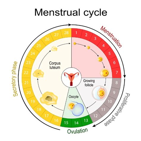 Calendar menstrual cu indicarea perioadei fertile
