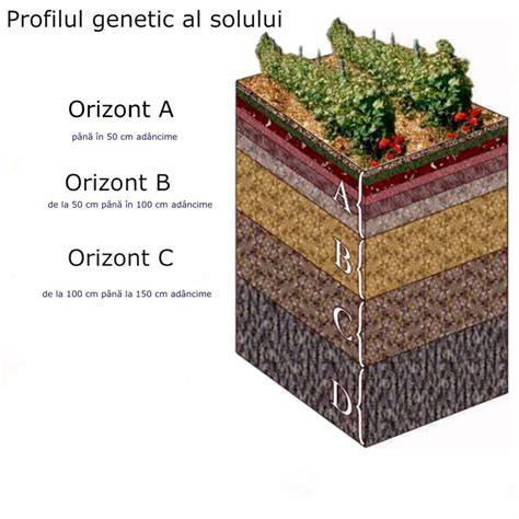 Infografic: Structura unui cernoziom cambic și rolul humusului în adâncimea solului