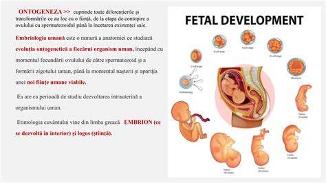 Structura unui embrion uman în stadii incipiente de dezvoltare