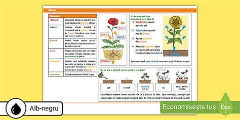 Infographic despre plante galactogene si hashi lactației