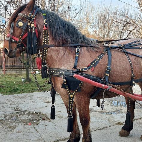 Instrucțiuni de îngrijire pentru hamuri