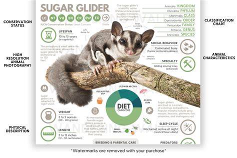 Diagramă: Patagium-ul sugar glider-ului în detaliu