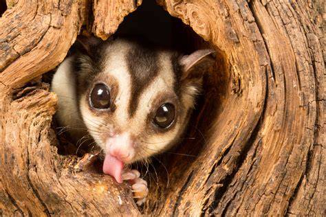 Infografic: Horăr de activitate sugar glider și cerințe de îngrijire
