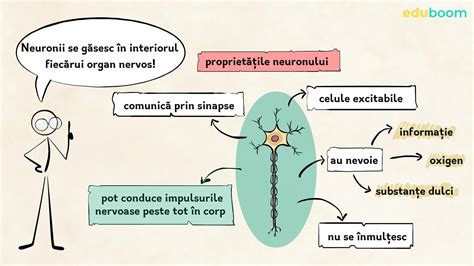 Imagine infografic despre compoziția Hapciu și efectele asupra sistemului respirator