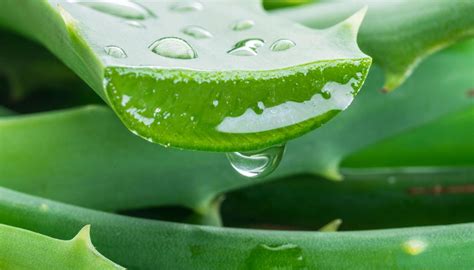 Diagrama beneficiilor pentru sănătate ale Aloe Vera