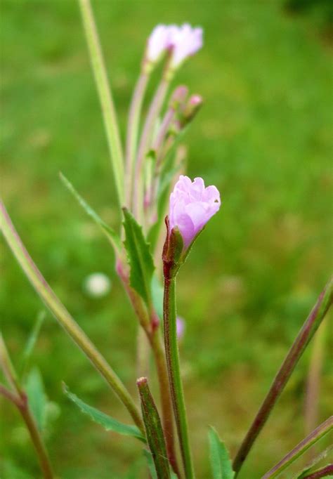 Imagine: planta Epilobium parviflorum în habitat umed