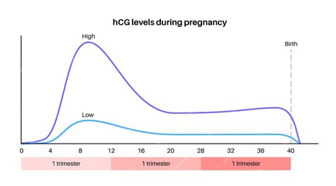 Diagrama ciclului de detectare a hCG