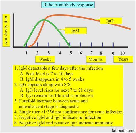 Infografic: Evoluția IgM și IgG în rubella și rujeolă