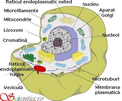 Diagramă: cum funcţionează nucleul superabsorbant al scutecelor