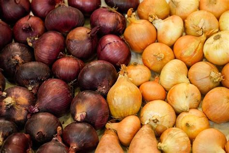 Infografic: etape diversificare ceapă gătităă la sugari