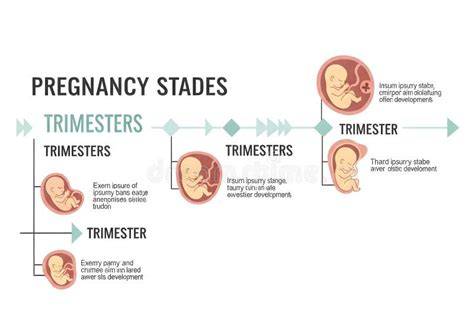 Infografic: Four steps of fetal morphological ultrasound across trimesters