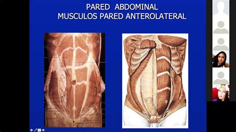 Anatomia peretelui abdominal