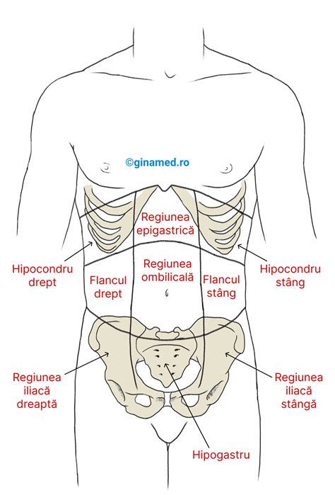 Zone anatomice ale herniilor abdominale