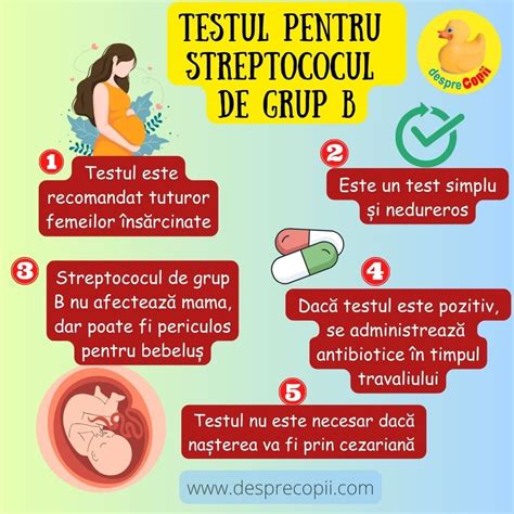Infografic: Ciclul de screening și managementul Streptococului de grup B în sarcină