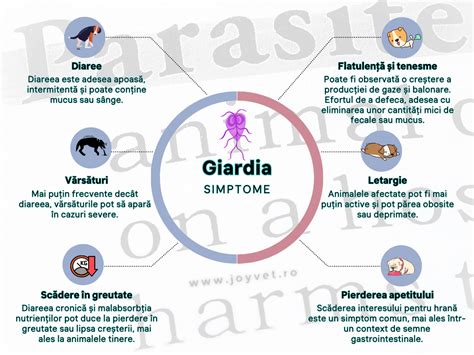 Simptome călduri câini