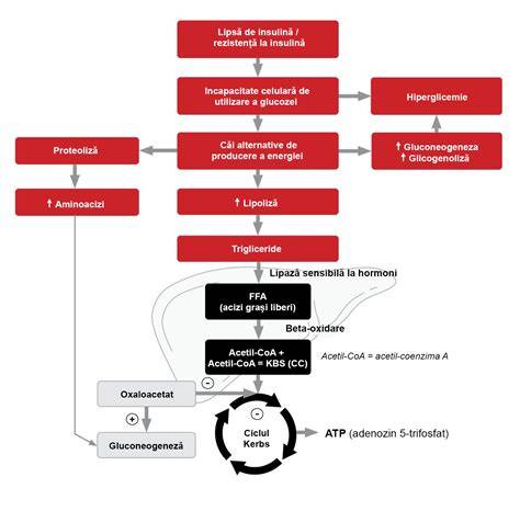 Schema-cadru a proceselor metabolice implicate în convulsiile neonatale