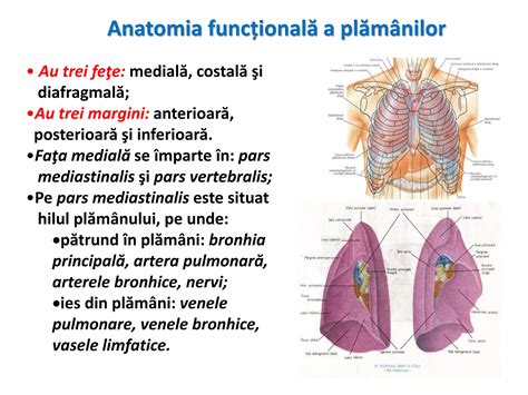 Anatomia diafragmei și a plămânilor