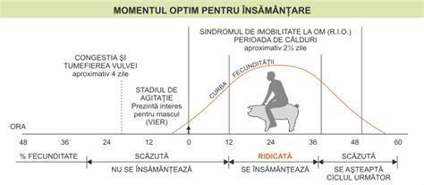 Infografic: cum functionează hCG si momentul optim pentru test