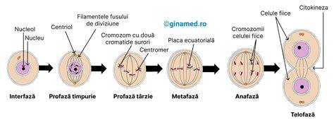 Diagramă: etapele mezozei și rolul fusului de diviziune
