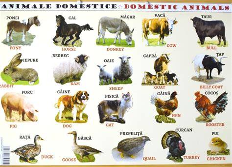 Infografic: Clasificarea animalelor domestice vs. animale sălbatice