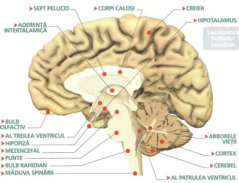 Structura creierului uman