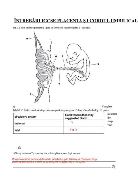 schemă formare placenta și secreție hCG
