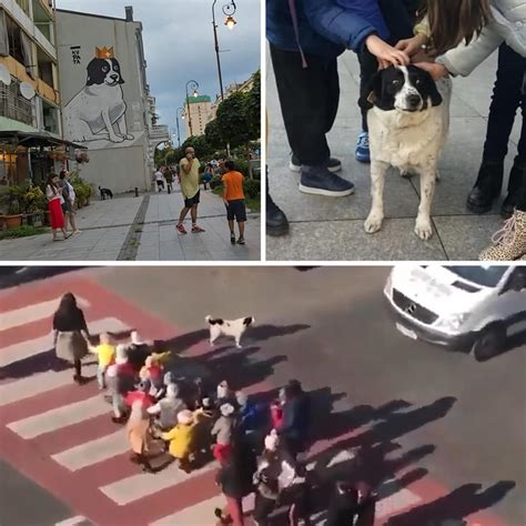 Femeie însărcinată interacționând în siguranță cu un câine