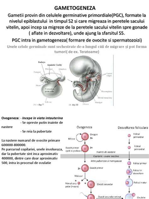 Infografic: structură testiculară, tipuri de tumori germinale, căi de metastazare