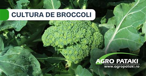 Infografic: Componente nutritive ale broccoli-ului pentru bebeluși