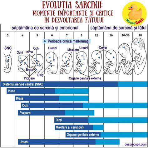Diagramă perioade critice de dezvoltare a bebelușului pe săptămâni