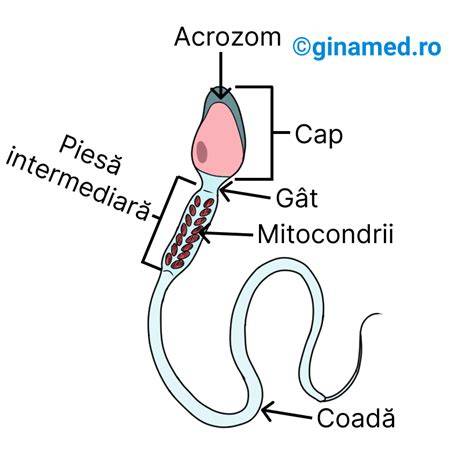Diagramă a structurii spermatozoidului (cap, midie, coadă) și rolului fiecărei părți