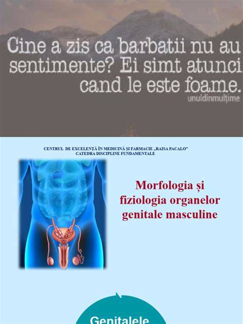 Infografic: dezvoltarea organelor genitale masculine în uter