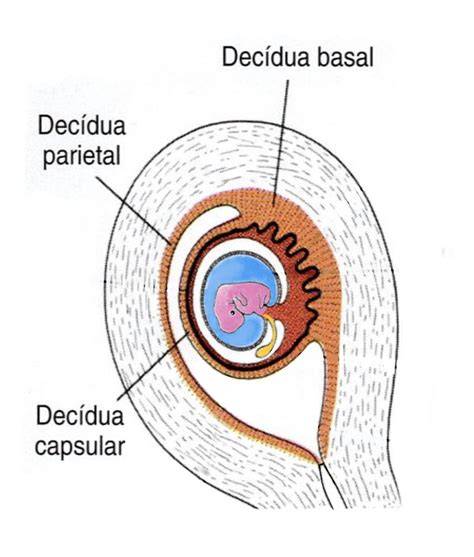 schemă implantare embrion-placentă